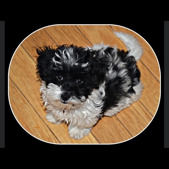 Meet your Posher, Barbara - Picture 2 of 2